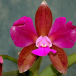 Cattleya leopoldii